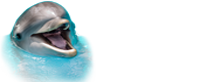 Dolphin Show Antalya 2024 Prices